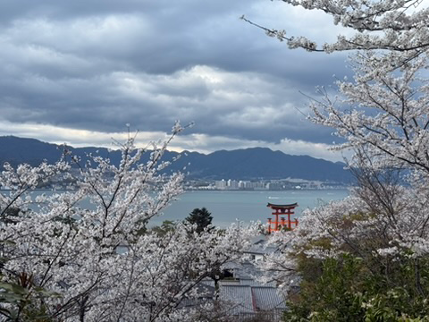 cherry blossoms in Japan, one of the things to avoid over-planning around