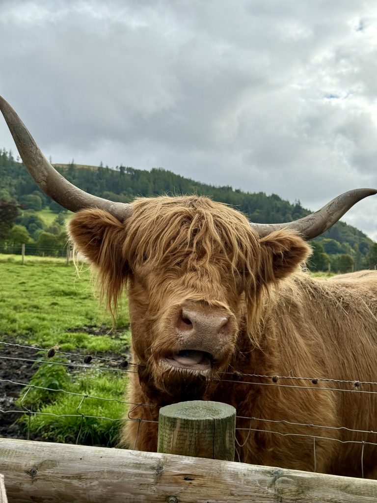 Scottish highland cow
