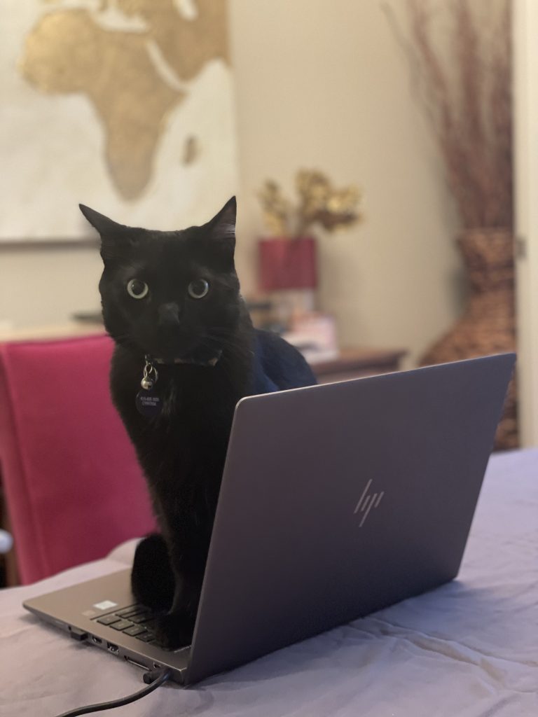 cat interrupting my 2026 travel planning