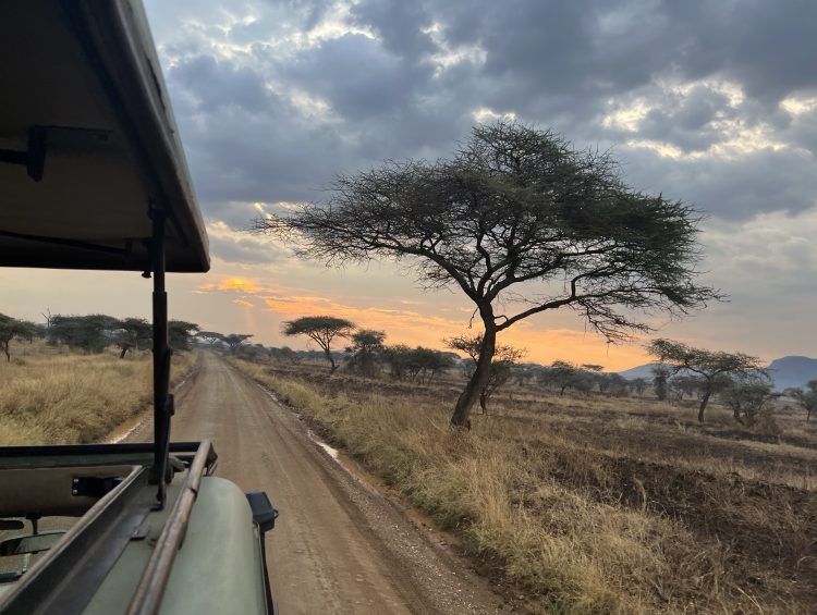 View from a jeep on a game drive in the Serengeti