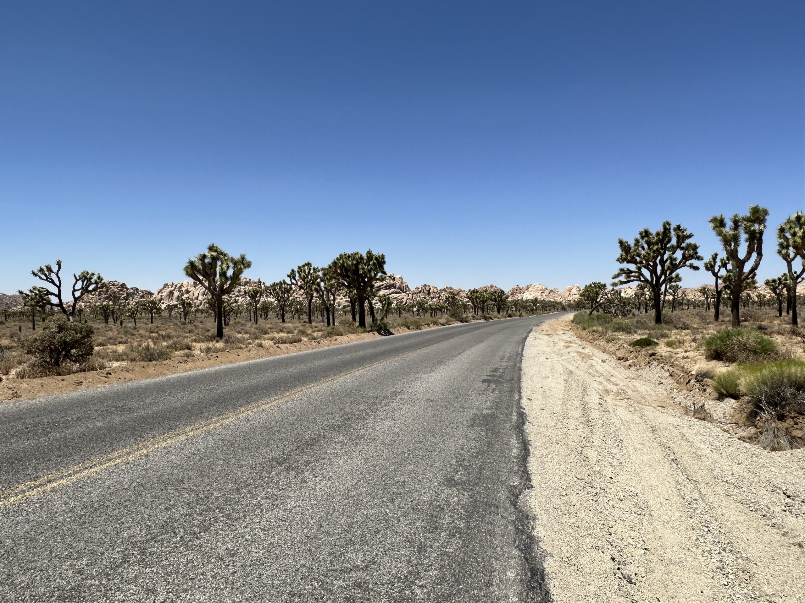 Joshua Tree National Park, a long day trip from San Diego
