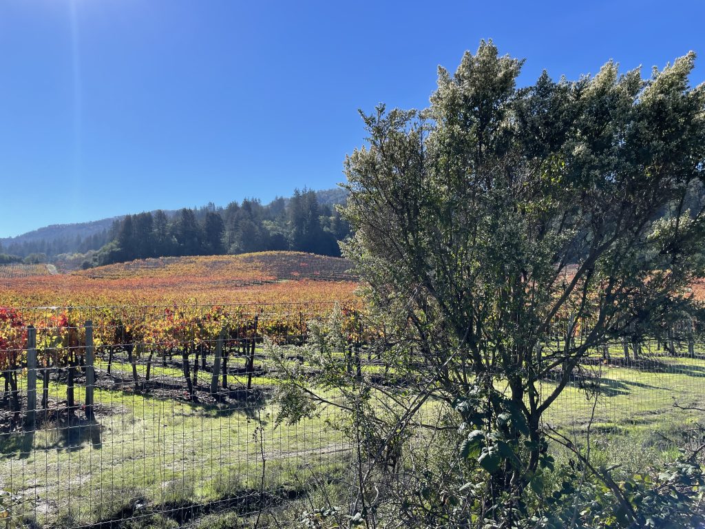 Sonoma and Napa crush happens in fall