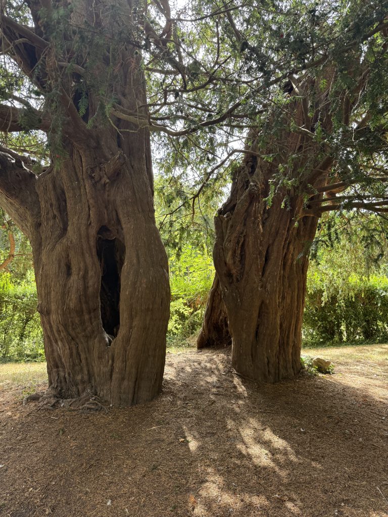 An Oak tree that was split in two was a secret stop on our 2 day Cotswolds itinerary
