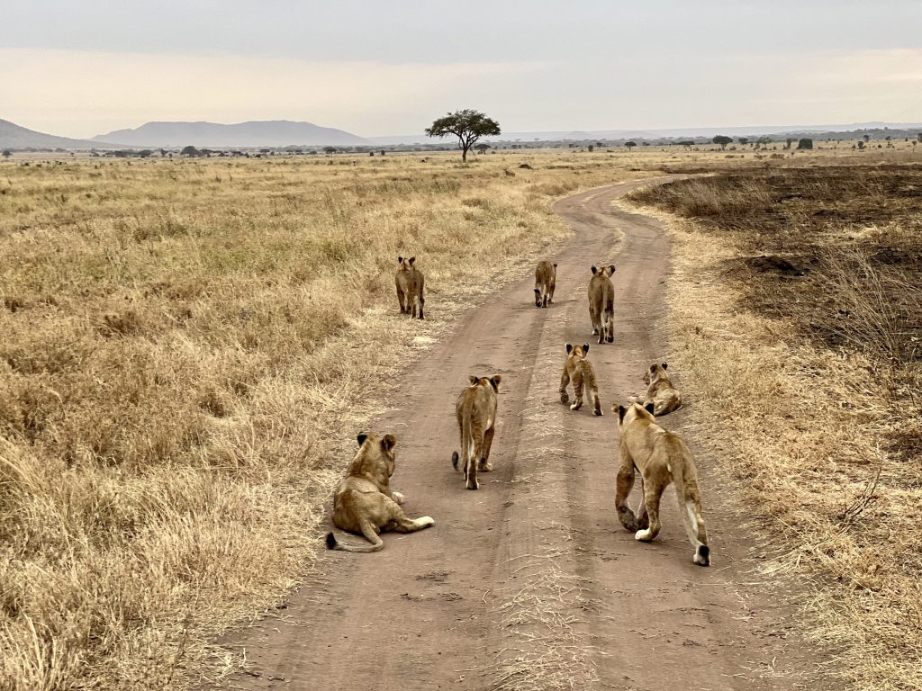 a safari in Tanzania is definitely worthy of a travel advisor