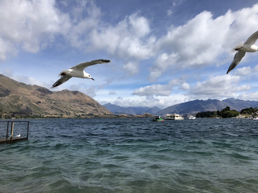 Watch out for aggressive seagulls at Lake Wānaka