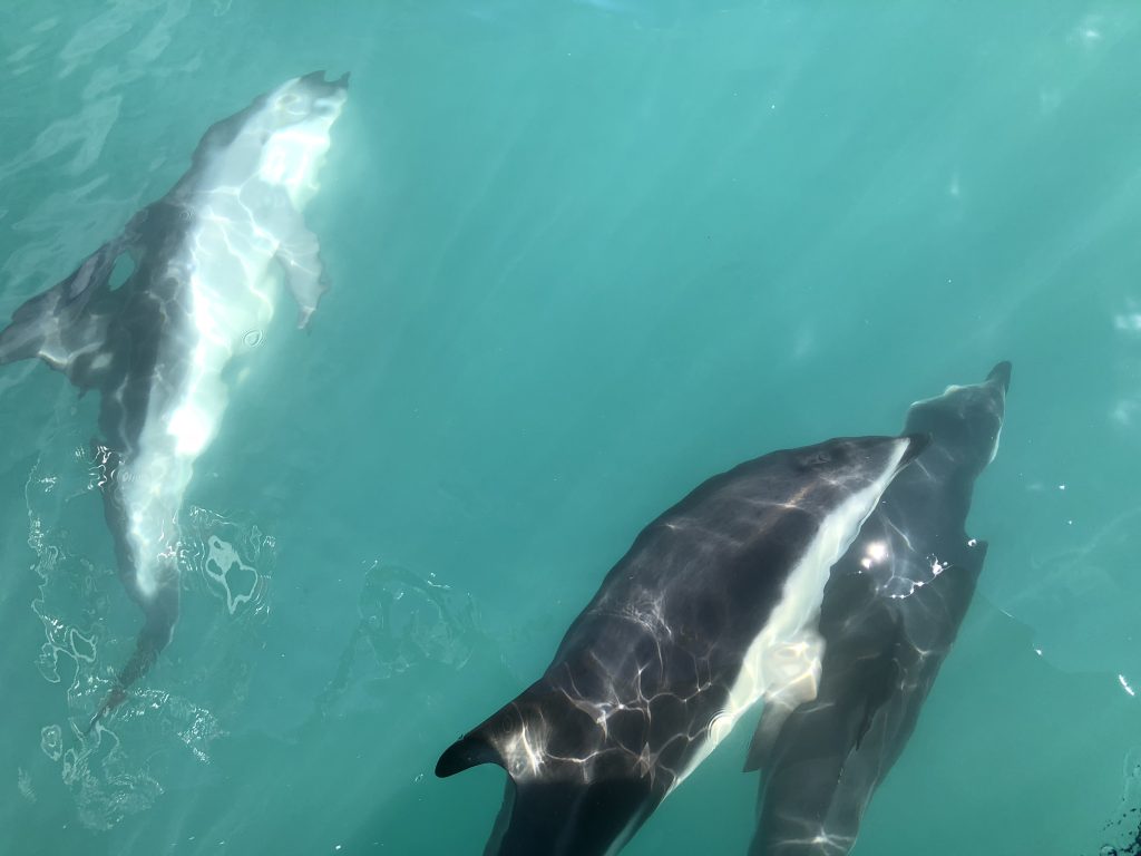 Swimming with dusky dolphins was not just a highlight of this New Zealand trip, but of all my travels