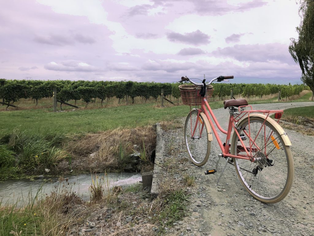 My trusty bike and I rode through the Marlborough vineyards, sampling local delights along the way