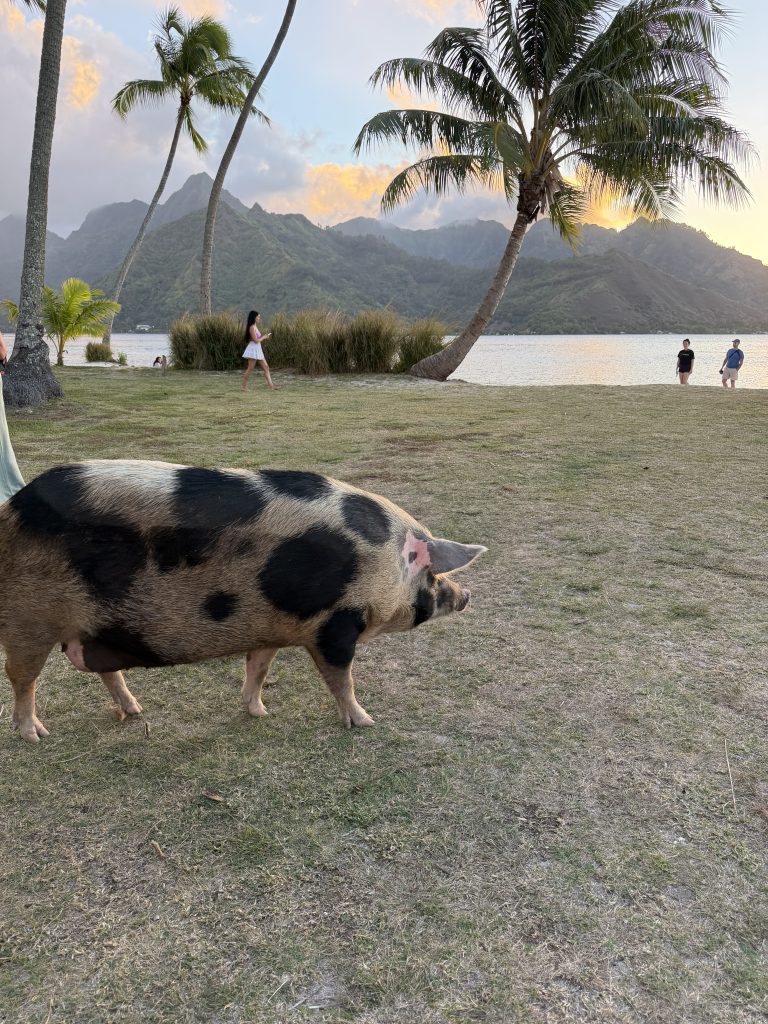 The infamous pig at Ta-ahiamanu public beach, another great snorkeling option