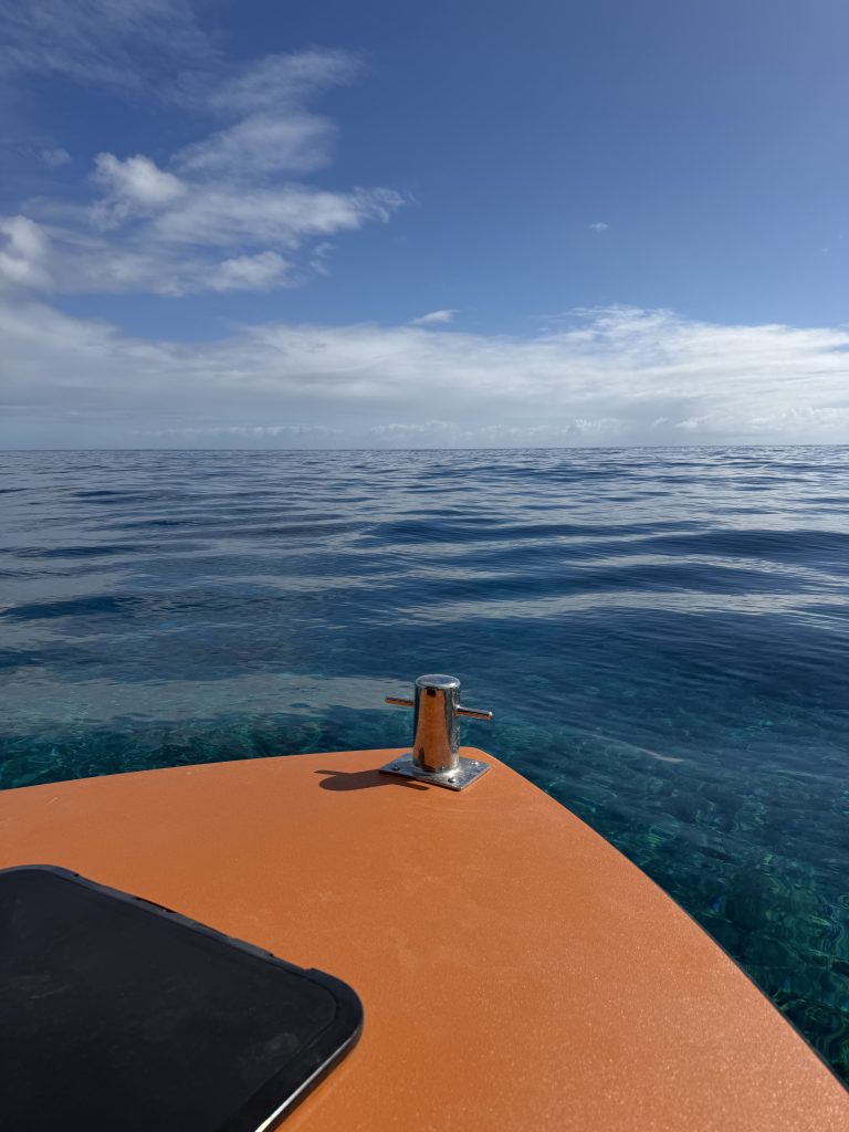 your provider makes a big difference when swimming with whales in Moorea