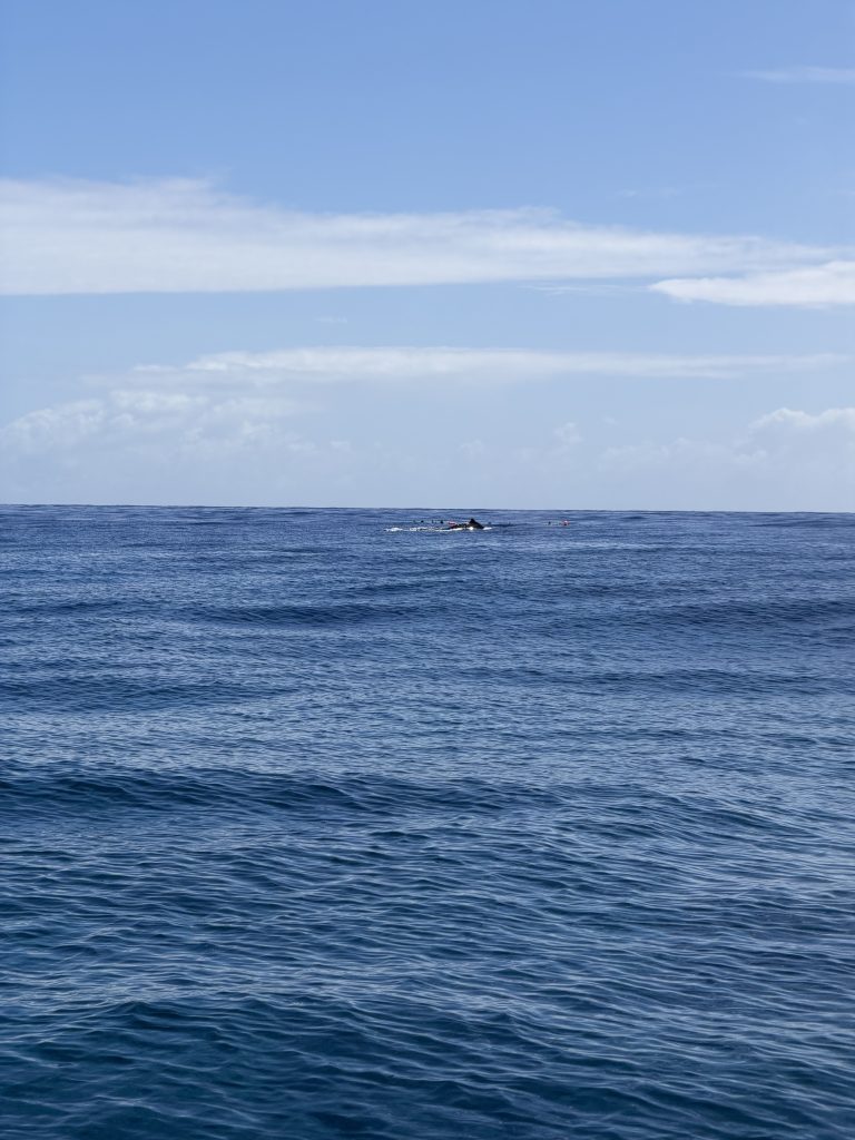 The 3rd time there were whales all around us